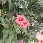 Istrianka Apartamento *