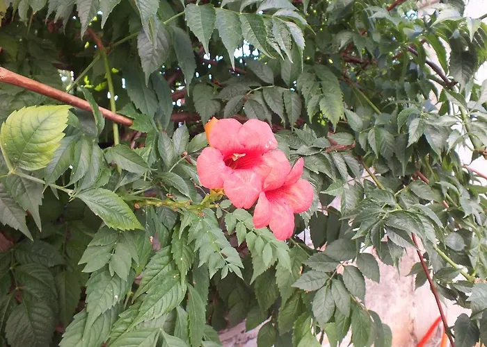 Istrianka Apartment *